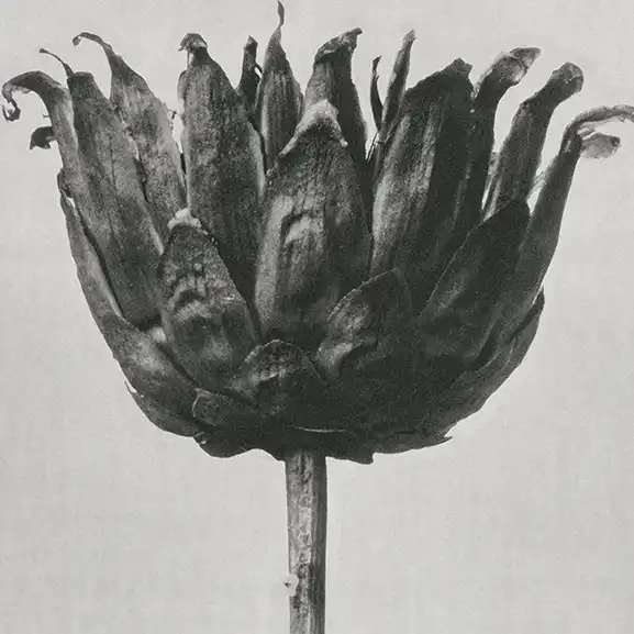 Web Apps Development